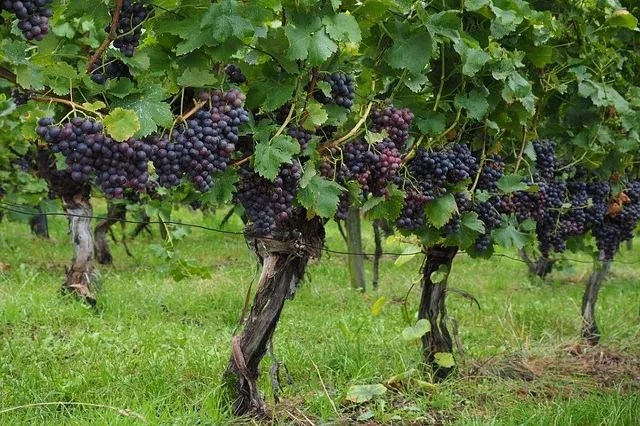 Grape Vines