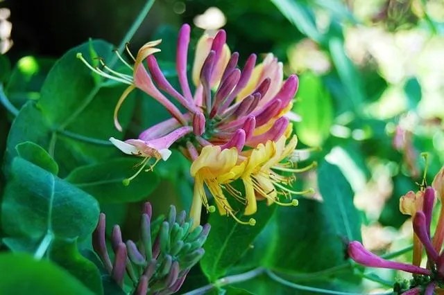 Honeysuckle