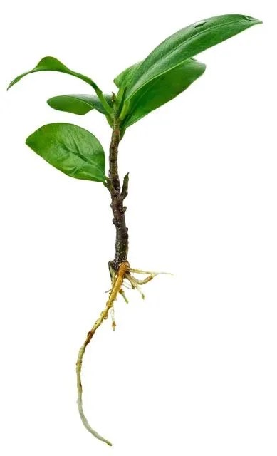 Fresh germ ( seedling ). Isolation on a white background