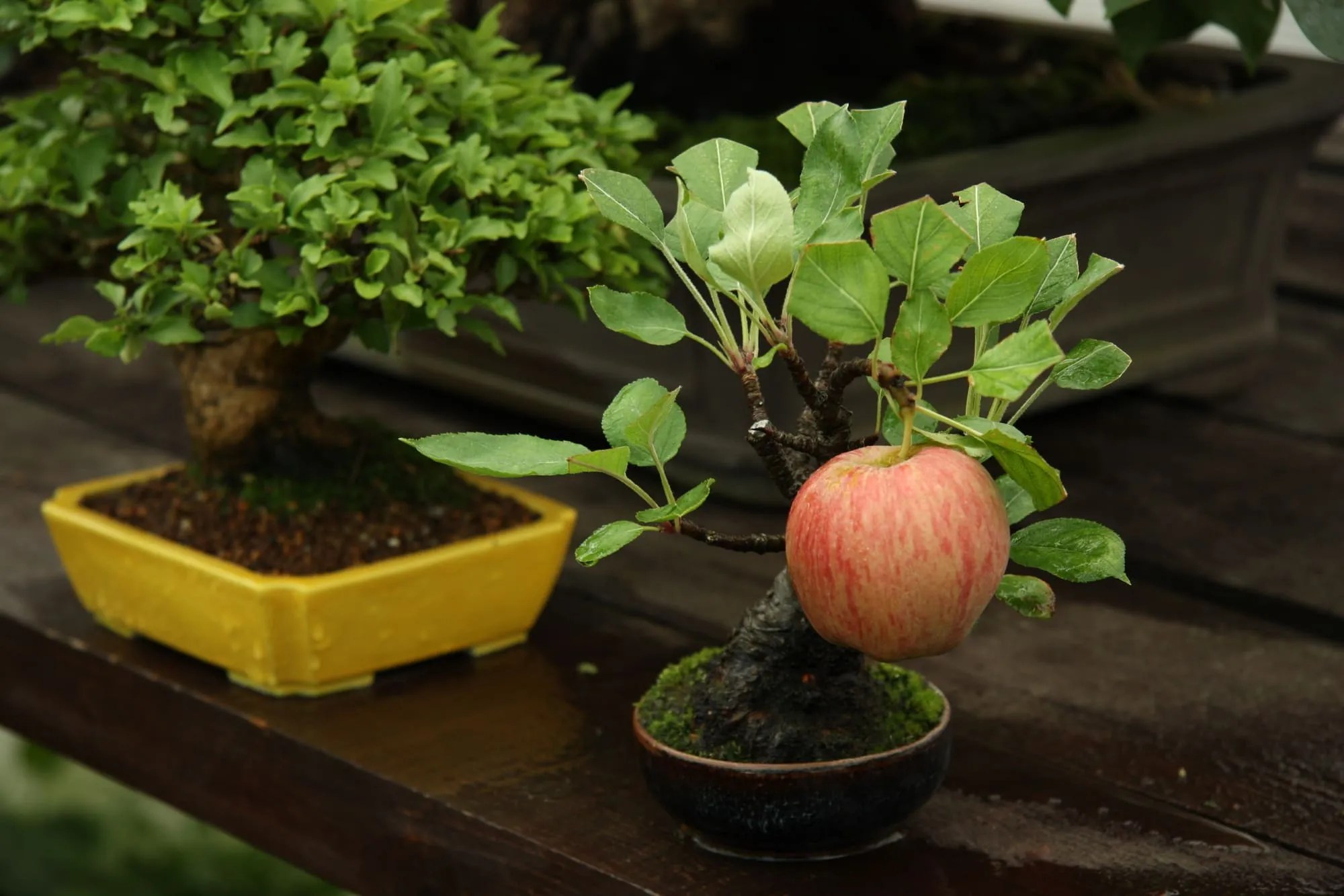 A small apple bonsai on a pot on the top of a wooden table with another bonsai on the right side.