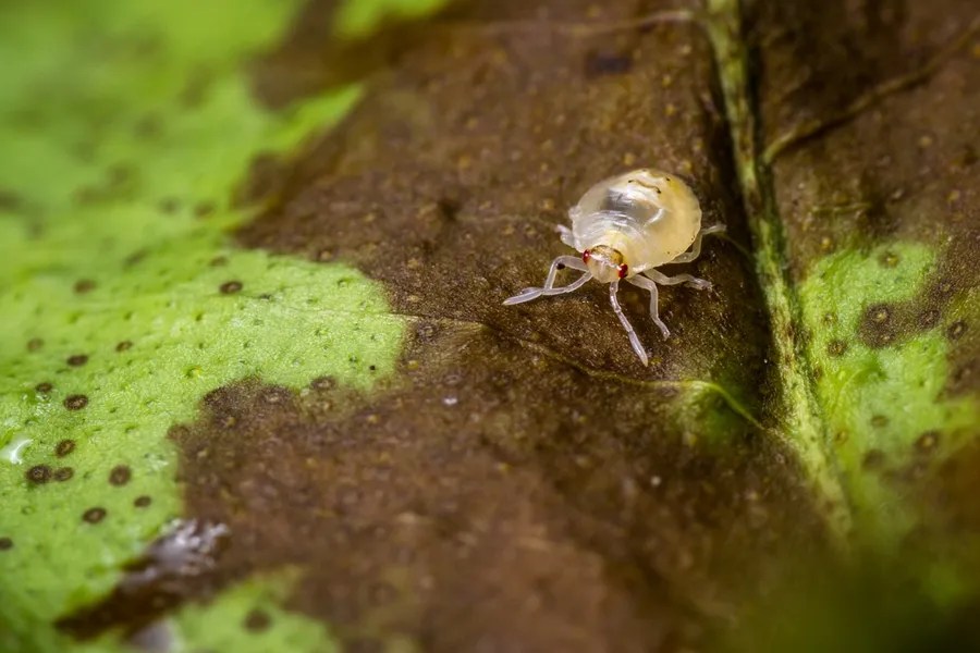 close up of a small spider mite on a dying leaf