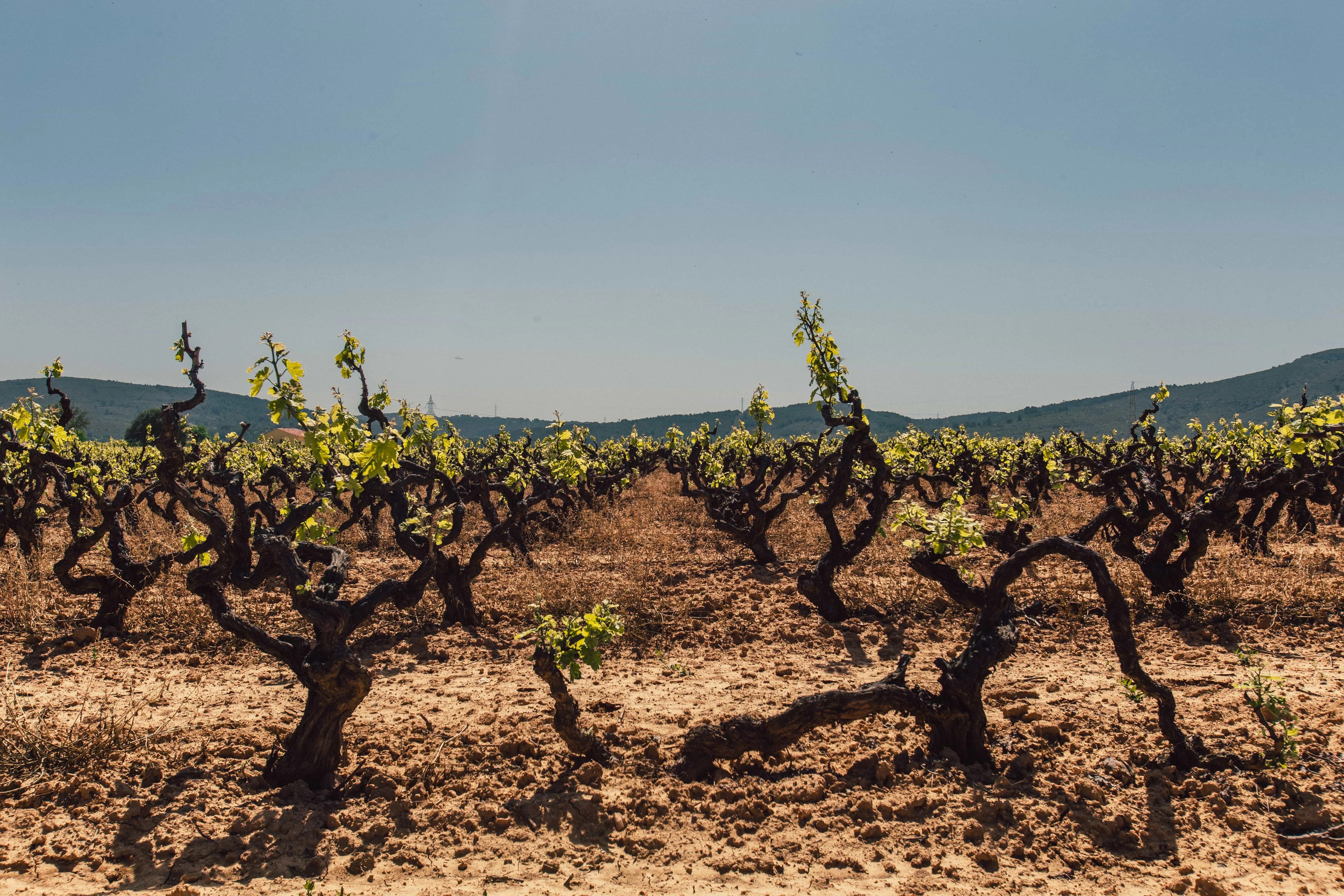 Several grapevines planted in an open field blossoming with green leaves