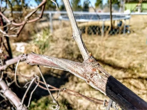 Dried grapevine twig with cut of spur attached with metal wire