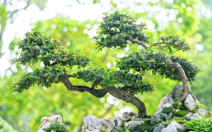 Bonsai tree trunk carrying it&rsquo;s foliage as planted on a rock.