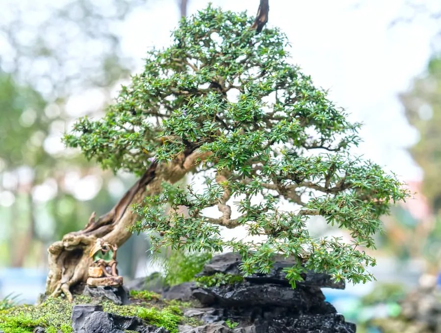 Bonsai tree grow on a barren rock.