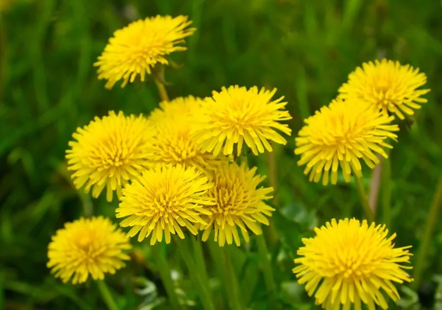 Yellow dandelions (taraxacum officinale) in green grass. Close up