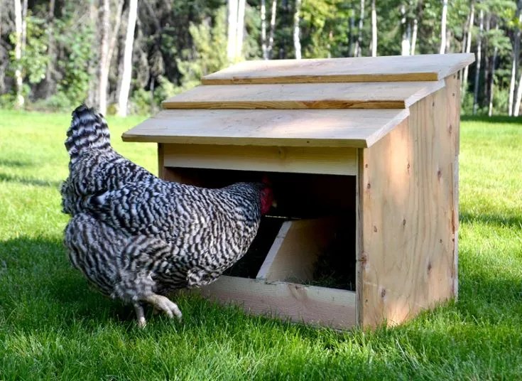 chicken getting inside to the chicken coop on the grass ground