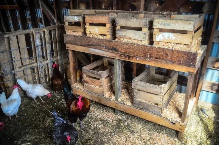 Wooden-Box Nesting Space, chickens on the ground