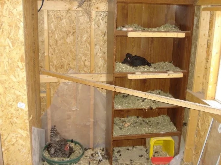 old bookcase Nesting Box With Ample Space