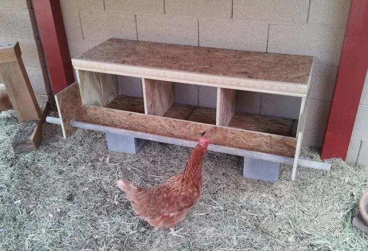 wooden Nesting Box, chicken on the ground
