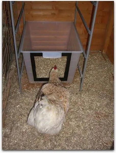 More Container Nesting Spaces, chicken