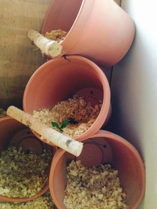 flower pot Nesting
