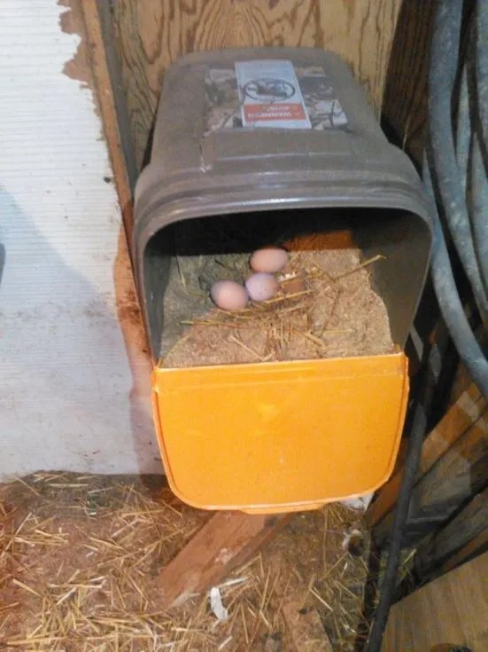 Nest Boxes with hays and eggs inside