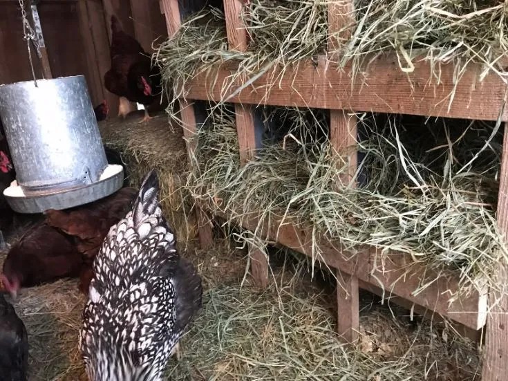 Milk Crate Nesting Boxes, chickens outside, hays