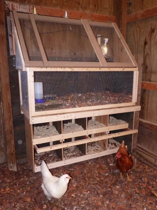 Multiple-Floor Nesting Box, chickens on the ground