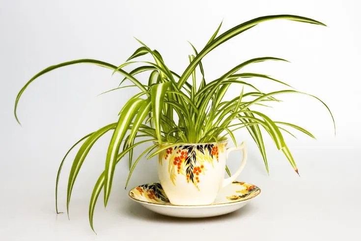 Spider plant in retro tea cup