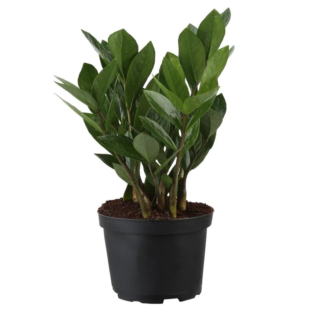 House Plant Shopping The Best Online Retailers for Indoor Gardeners