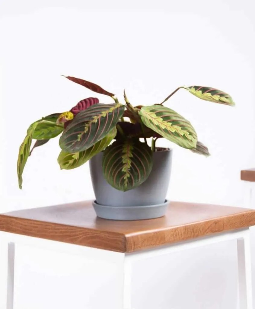 House Plant Shopping The Best Online Retailers for Indoor Gardeners