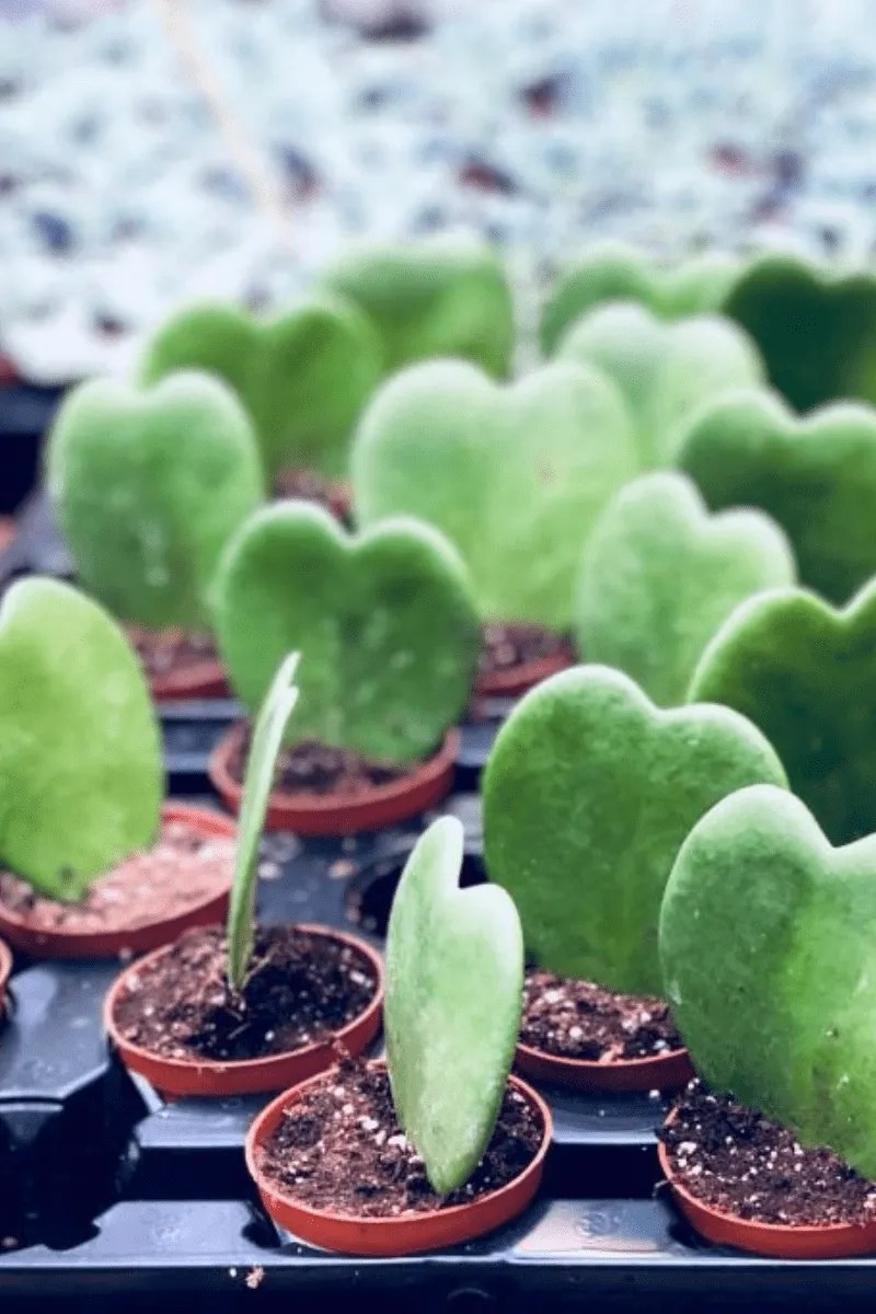 for sale tray of hoya heart succulents in small grower pots