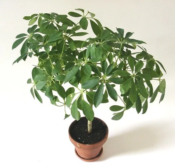 Beautiful potted Schefflera Arboricola