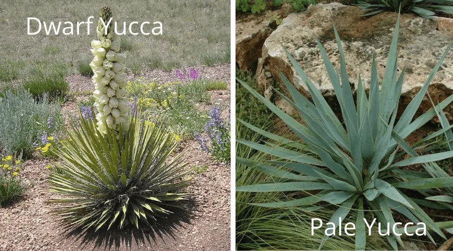yucca varieties dwarf nana pale pallida