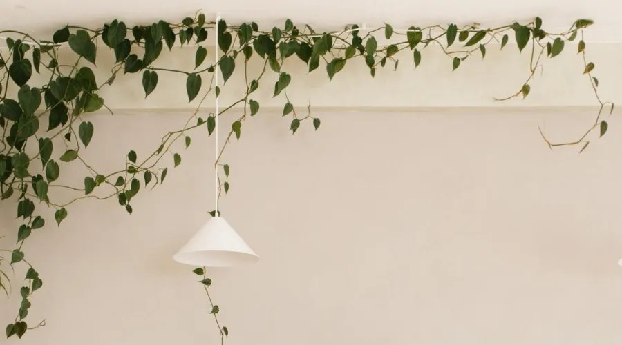 plant display ideas 2 kitchen ceiling climbing plant