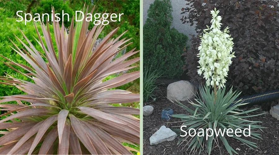 yucca varieties Spanish Dagger and Soapaweed