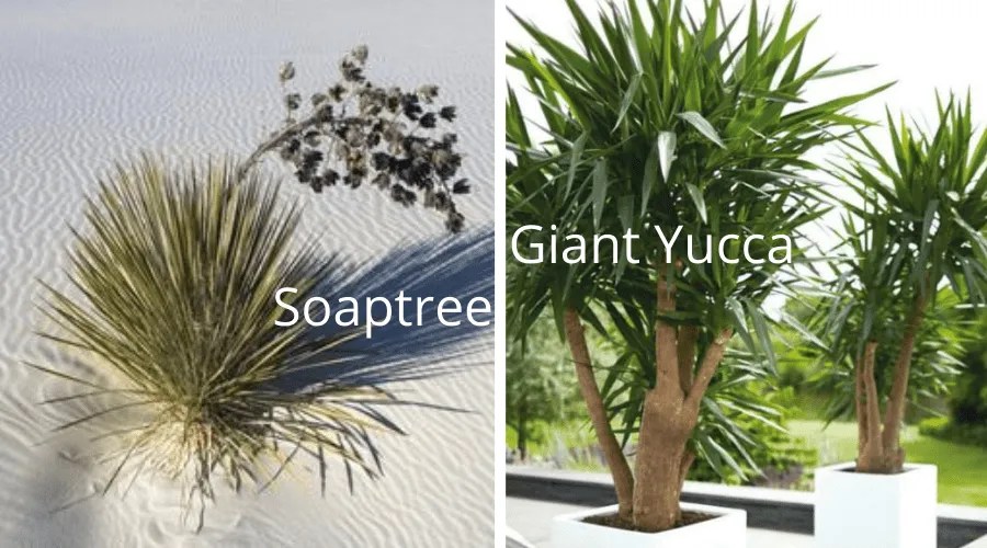 yucca varieties soaptree and giant