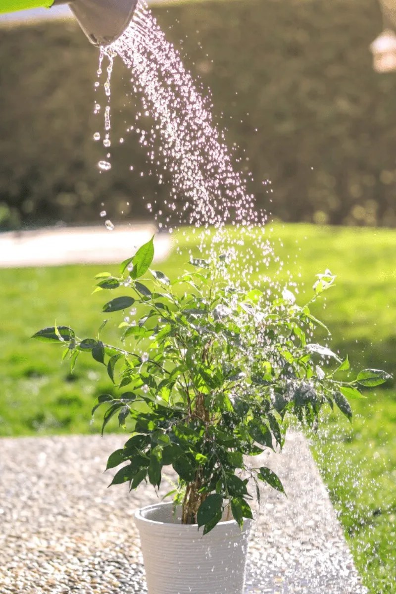 watering a small potted indoor weeping fig outdoors on the deck