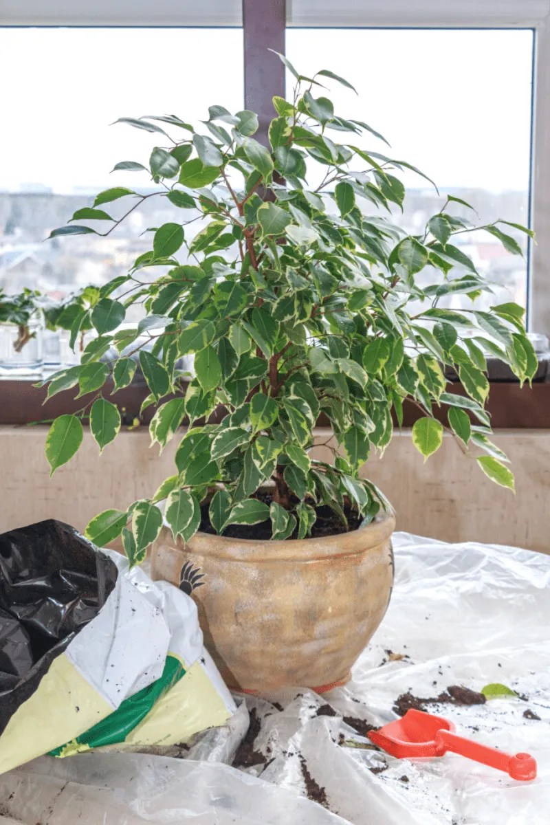 repotting a small weeping fig ficus benjamina indoor tree