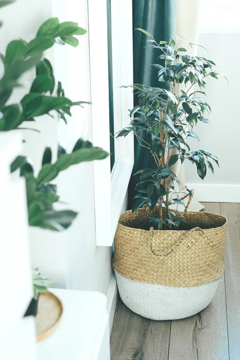 weeping fig ficus benjamina in seagrass basket planter indoors