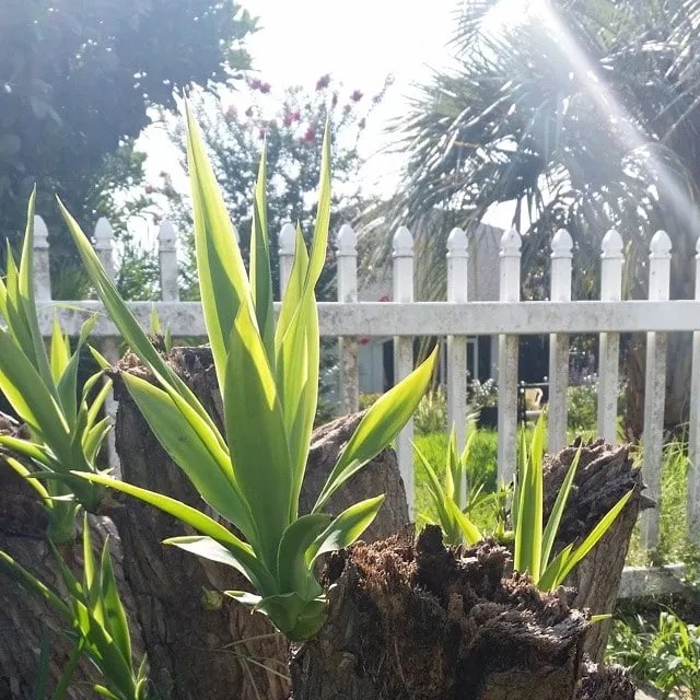 yucca sprouting new shoots and pups from pruned trunk