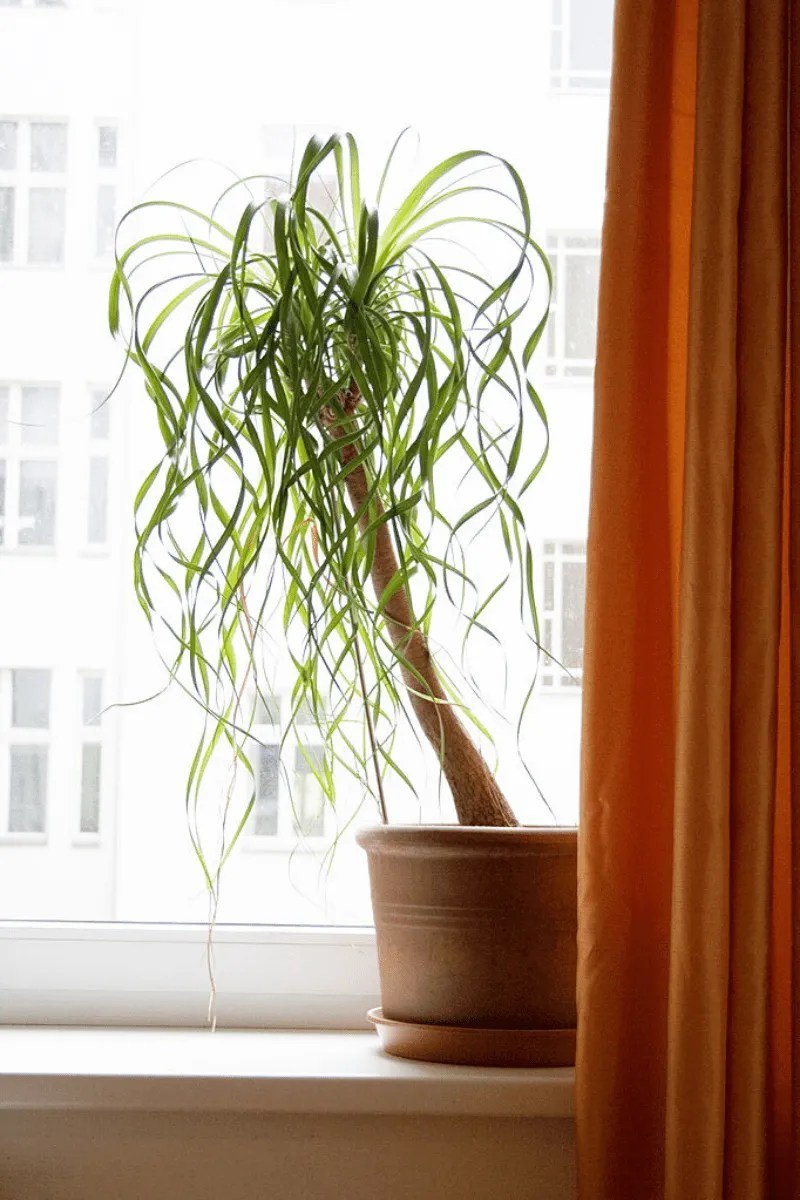 ponytail palm in planter on windowsill with orange curtain
