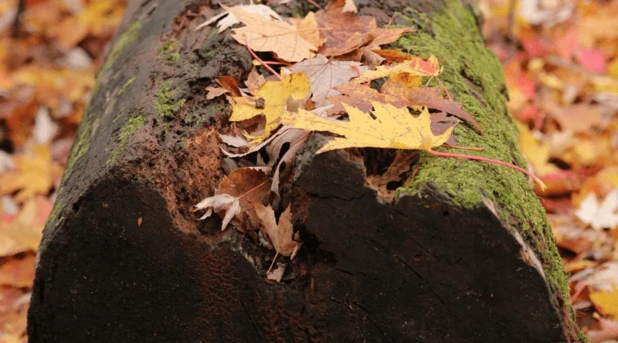 Is Maple Good Firewood? Everything You Need to Know About Burning Maplewood