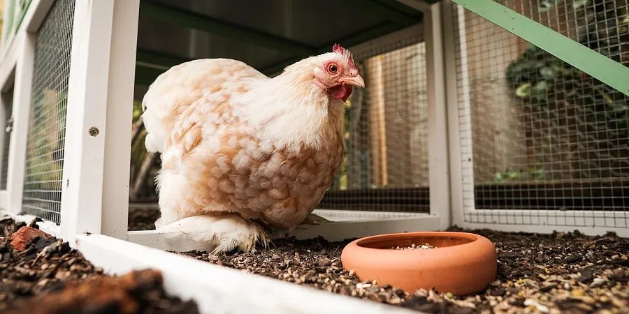 chicken sitting inside a coop