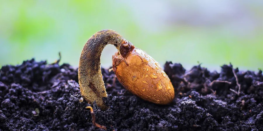 close up of durian seedling in soil