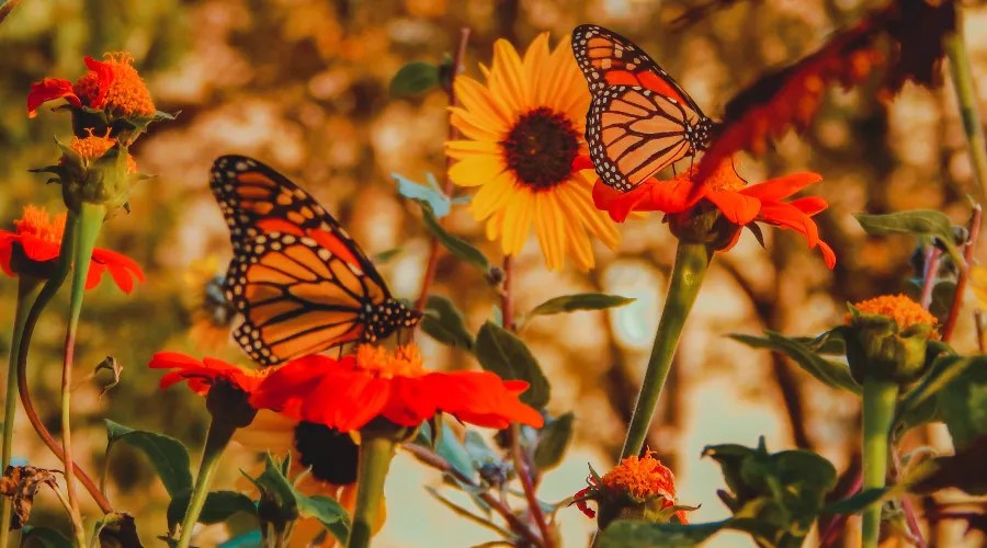 Orange butterflies on orange flowers in garden