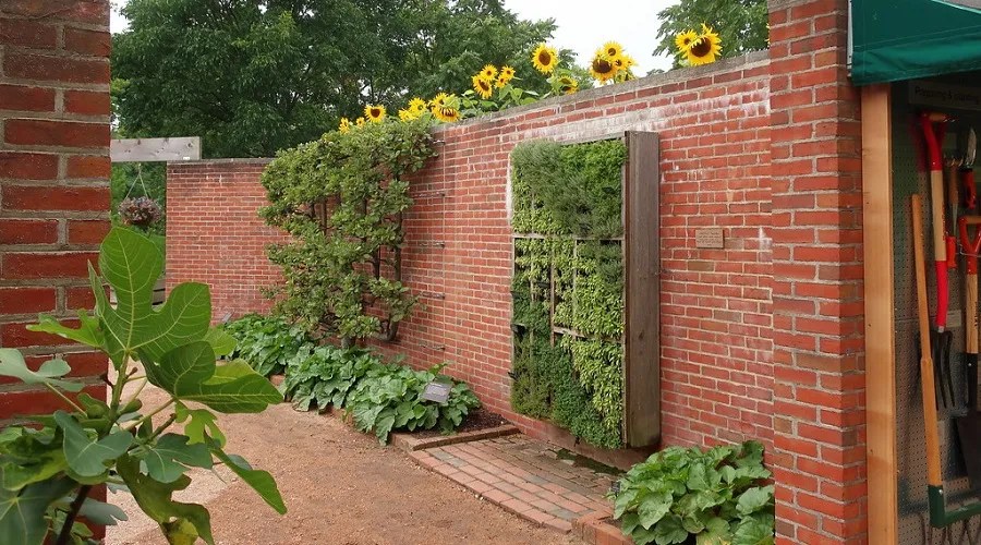 vertical garden in a patio
