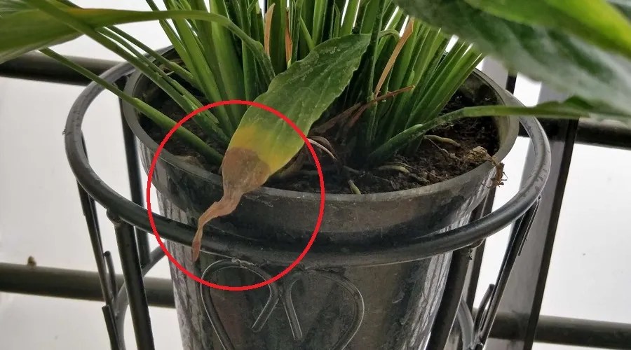 transplant shock yellow leaves