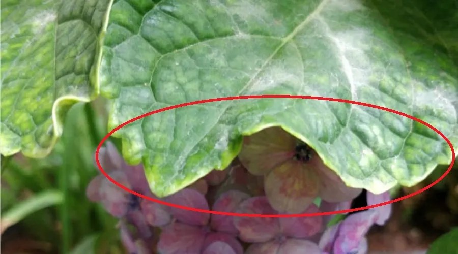 direct sunlight or lack of light can cause damage