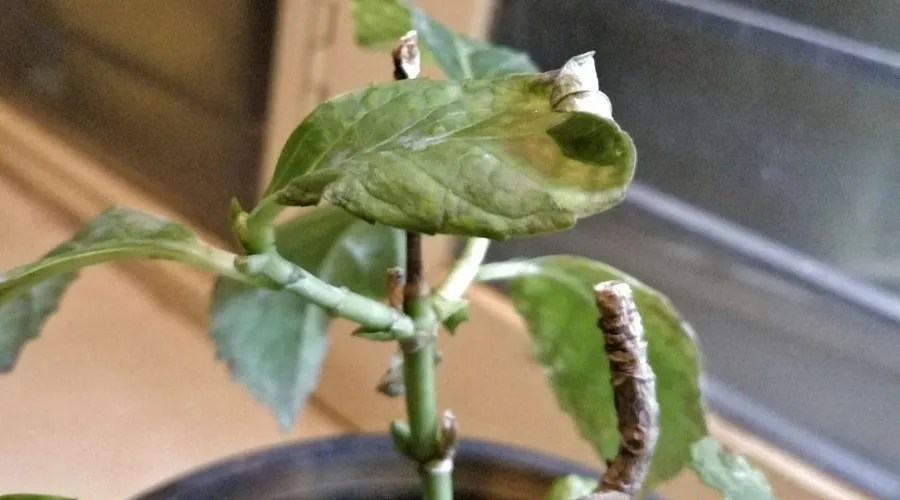 incorrect sunlight can curl plant leaves