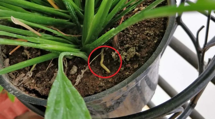 rootbound cause droopy plants