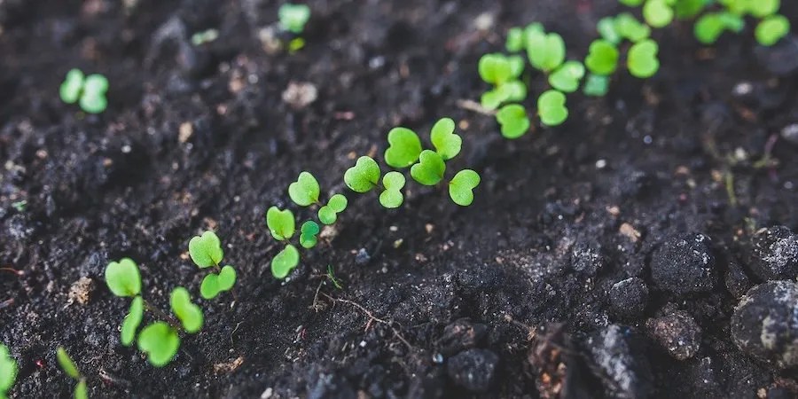 Arugula seedling in soil