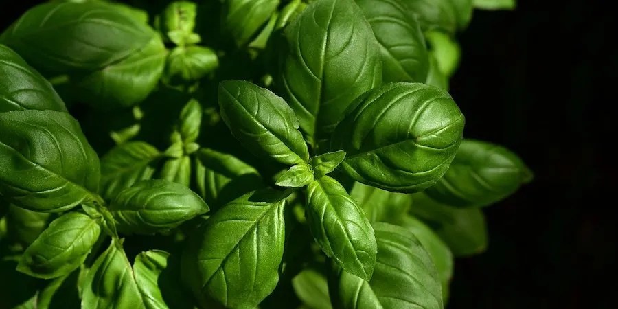 Bunch Of Basil Leaves Black Background