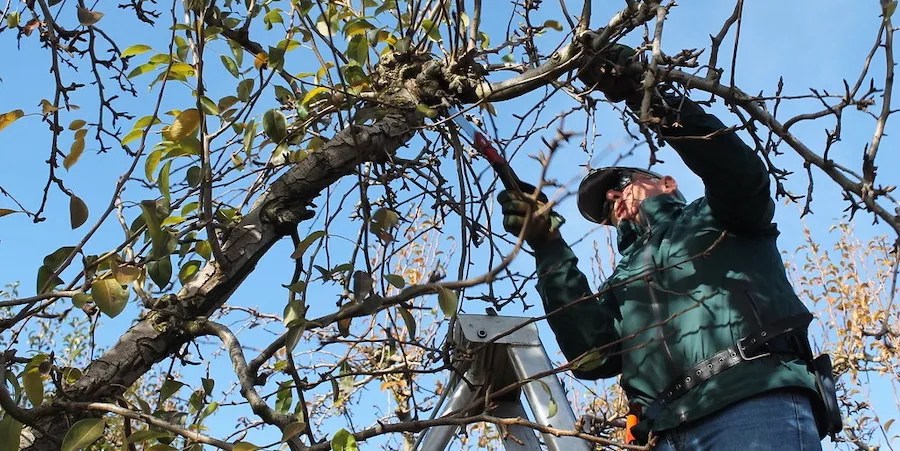 Person pruning a tree