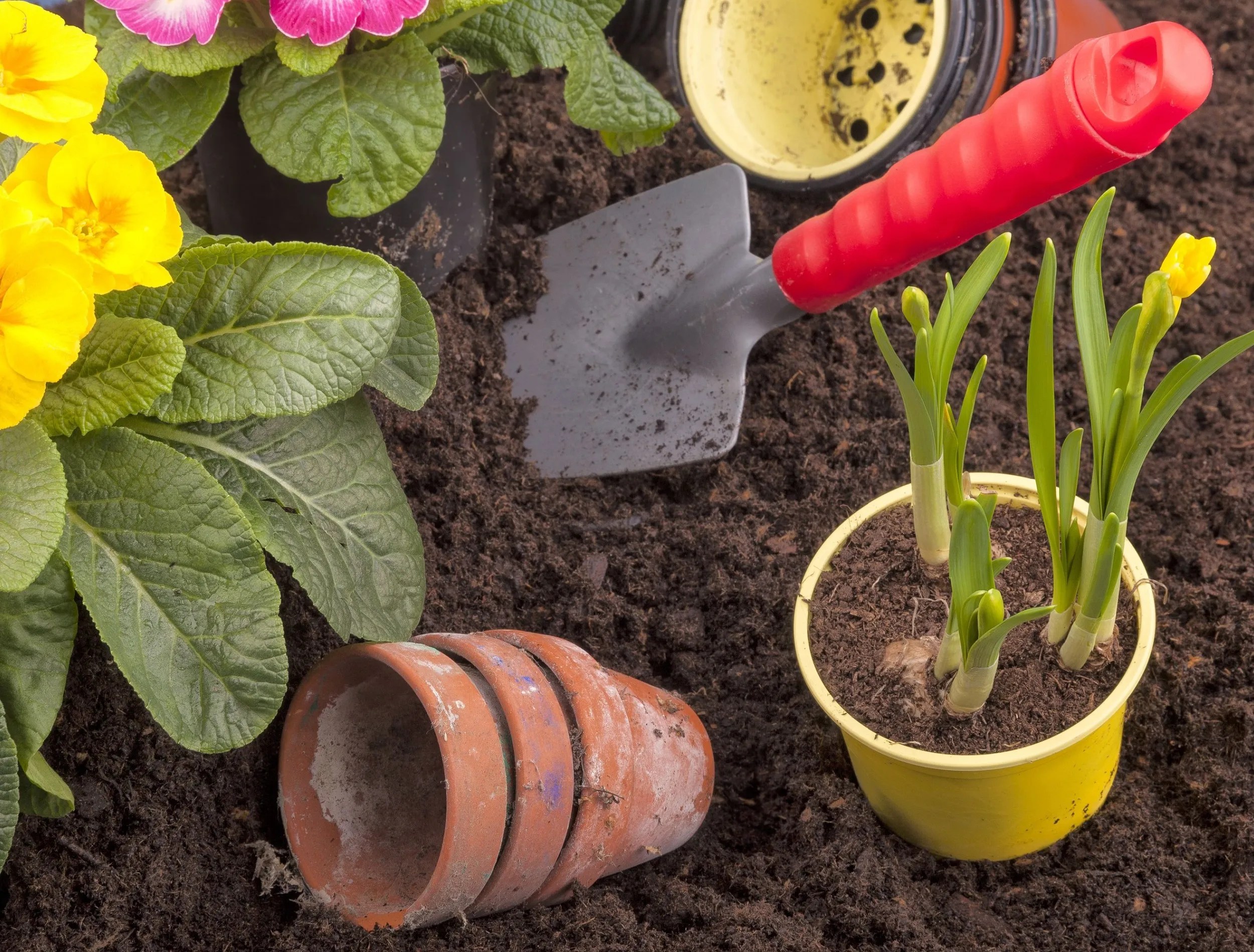 studio-shot of planting flowers in flower soil, with garden tools ,various flowers and terracotta flower pots.