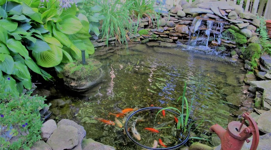 Koi Pond