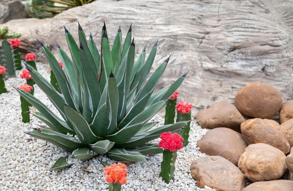 Agave, succulent plant with green leaves, white on the edge, pointed leaf and black sharp spines on the tip of leaves. Ornamental plant in the rock garden.