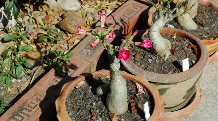 Adenium in Terra Cotta Pots