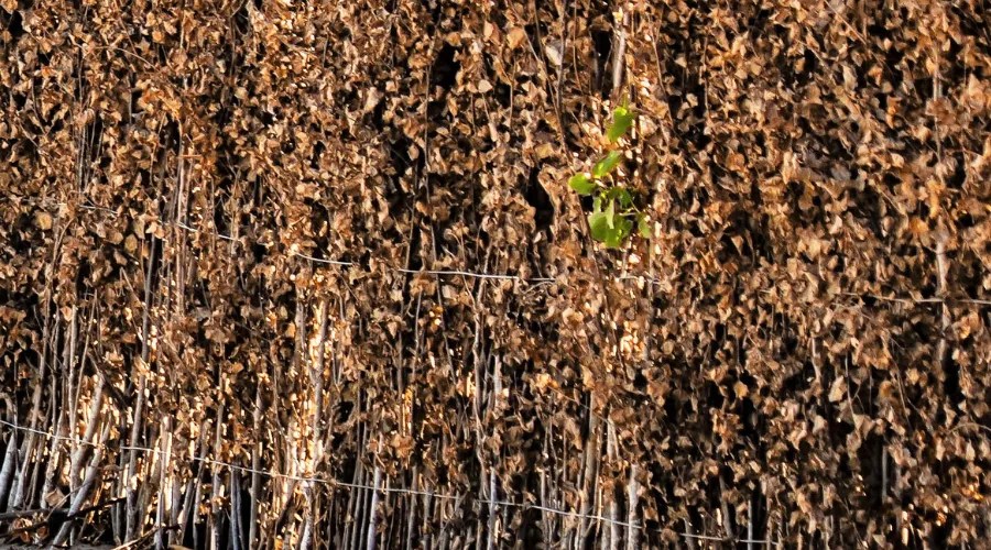 fence of branches at the edge of the beach